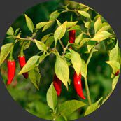 Capsicum