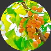 Ginkgo Biloba