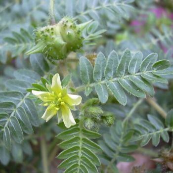 Tribulus Terrestris