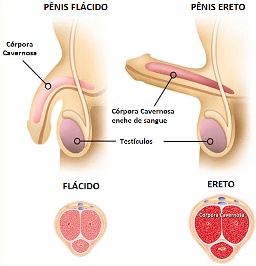 COMO AUMENTAR O PÊNIS